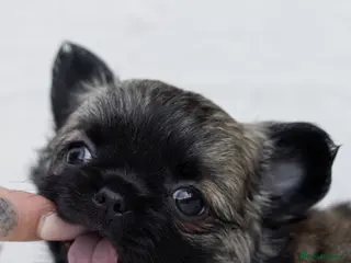Chihuahua dogs Chihuahuas 2 boys left! 1 longhaired 1 smooth - Advert 5