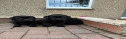 Labrador Retriever dogs for sale: KC Black Labradors - show type  - Advert 3