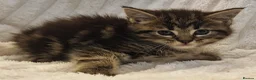 Maine Coon cats for sale: Maine Coon X  - Advert 7