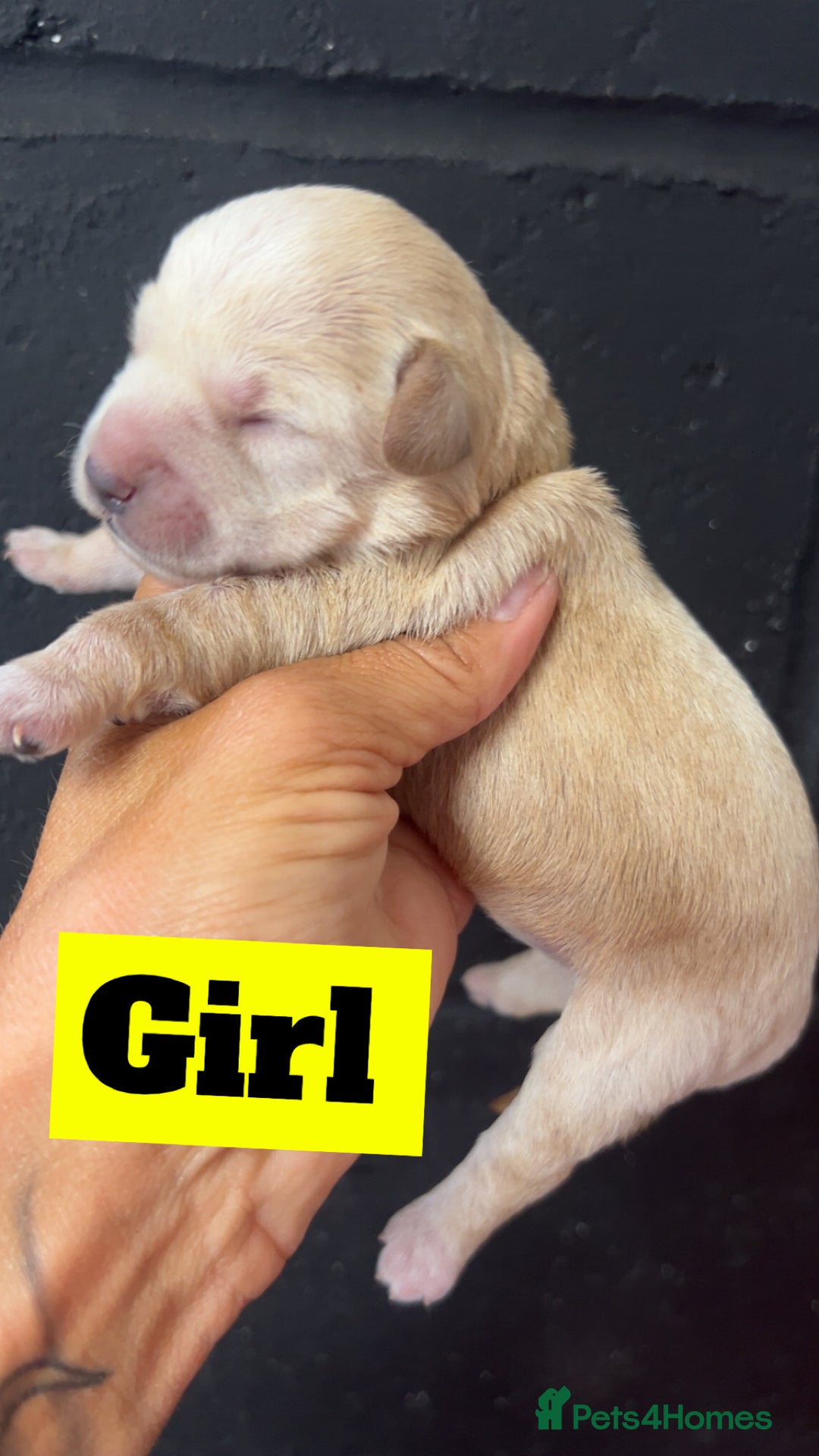 Mixed Breed dogs for sale: Miniature schnoodle pups  - Image 8