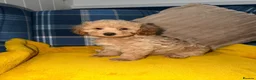 Toy Poodle dogs for sale: Last two Toy Poodle Boys Available Now - Advert 1