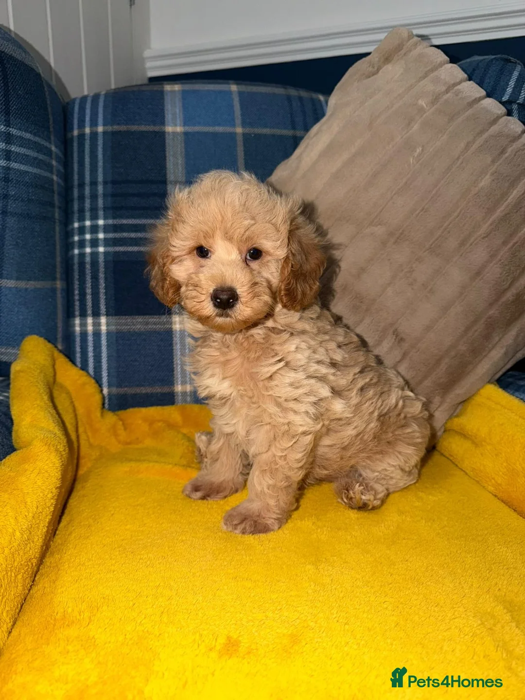 Toy Poodle dogs for sale: Last two Toy Poodle Boys Available Now - Advert 1