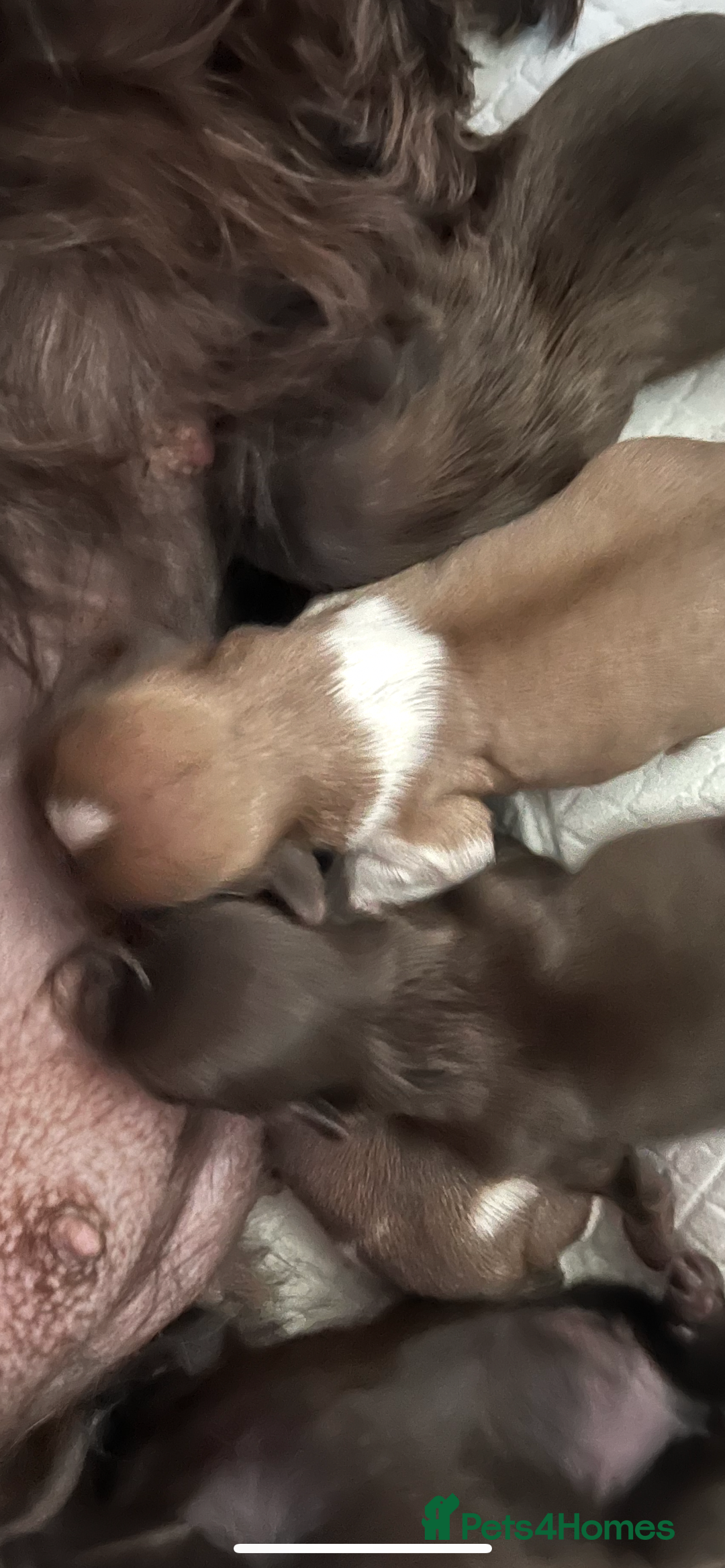 Shih Tzu dogs for sale: 1 beautiful little boy  - Image 8