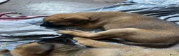 Mixed Breed dogs for sale: Puppy’s  - Advert 9