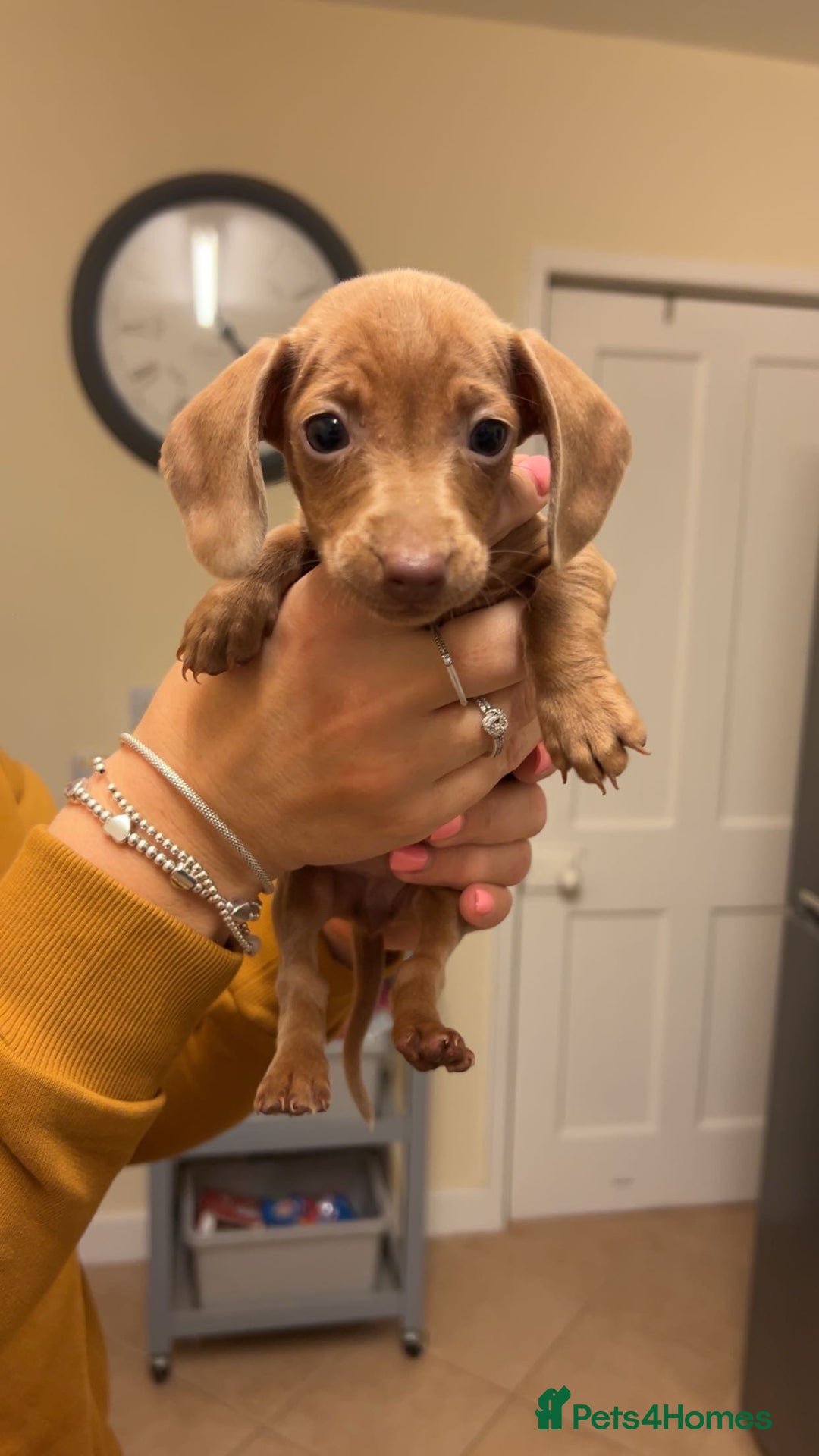 Dachshund dogs for sale: Beautiful Dachshund puppies for sale  - Image 5