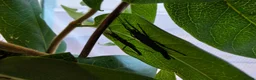 Stick Insects invertebrates for sale: The Black Beauty Stick Insect -Peruphasma schultei in Southampton - Advert 6