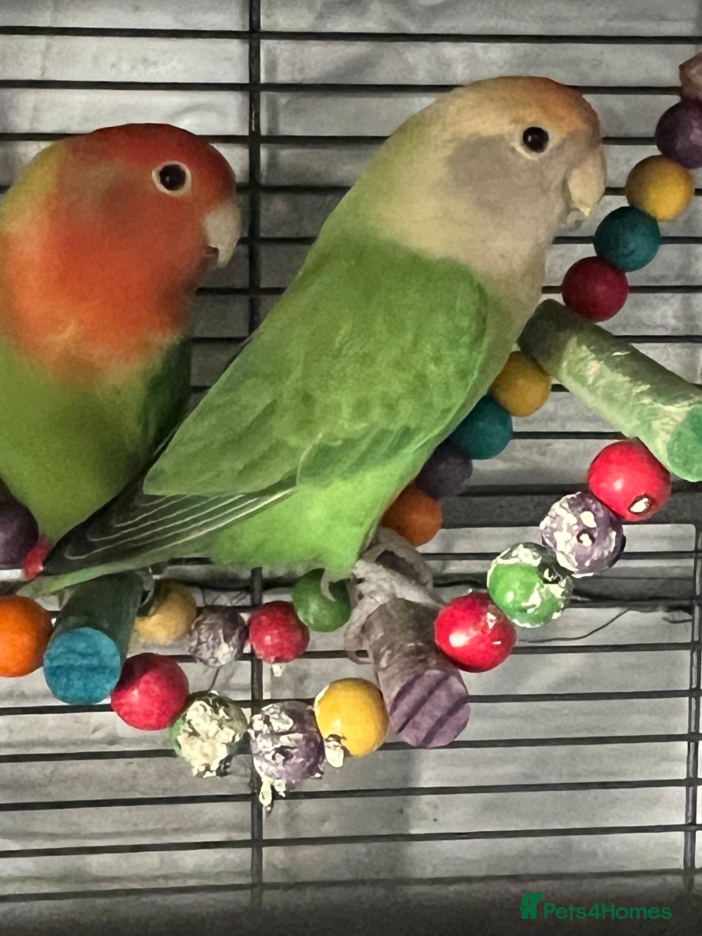 Lovebirds birds Vicki Roe - Advert 4
