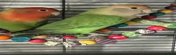 Lovebirds birds for sale: Vicki Roe in Luton - Advert 1
