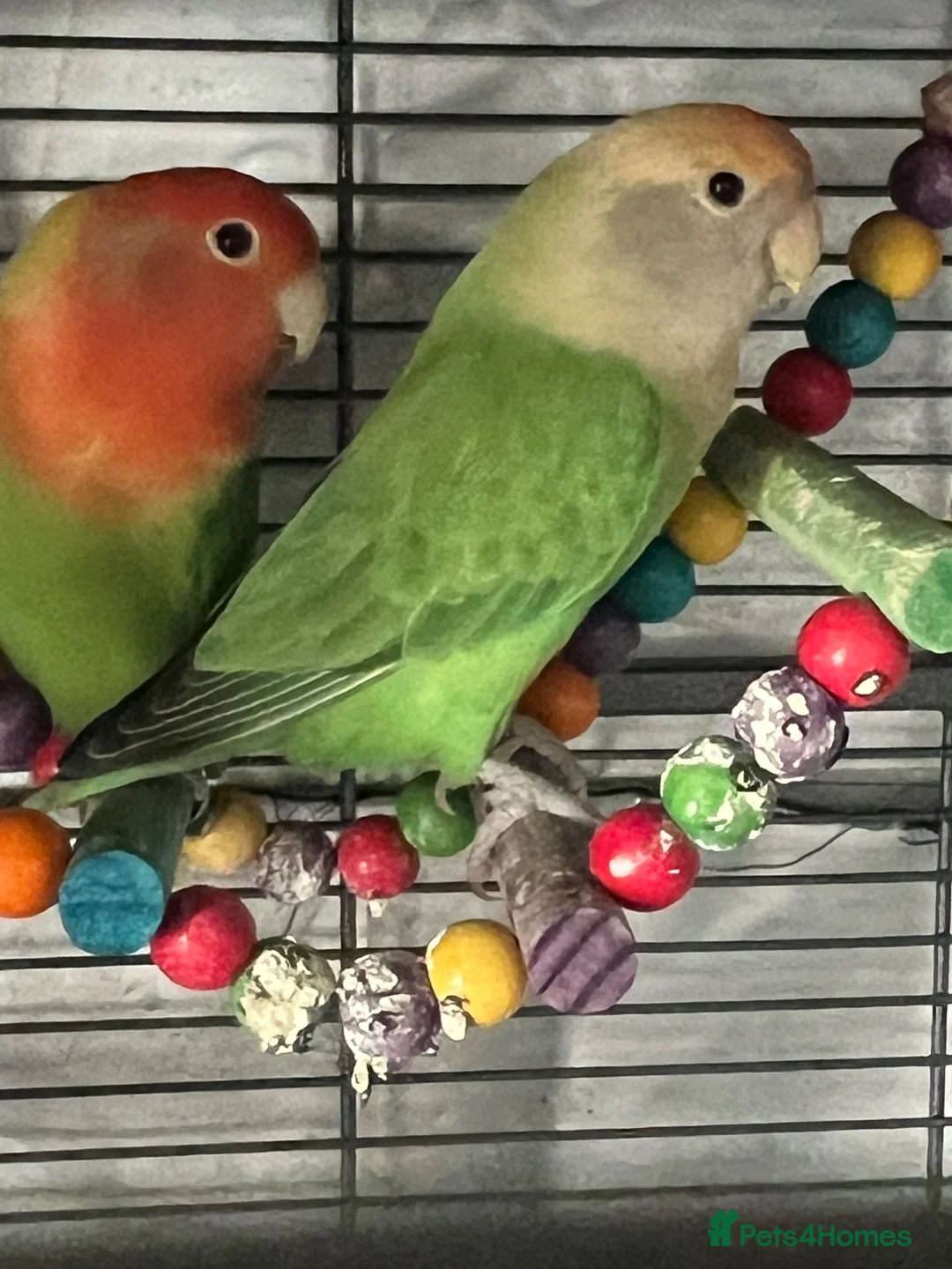 Lovebirds birds for sale: Vicki Roe in Luton - Advert 1