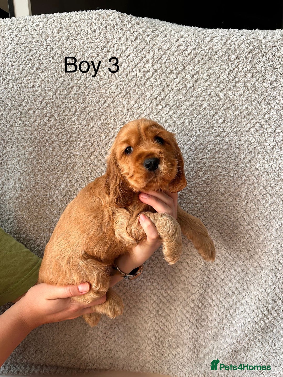 Cocker Spaniel dogs for sale: Golden English Show Cocker Spaniel puppies - Image 32