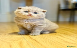 Scottish Fold cats for sale: Scottish fold - Image 5