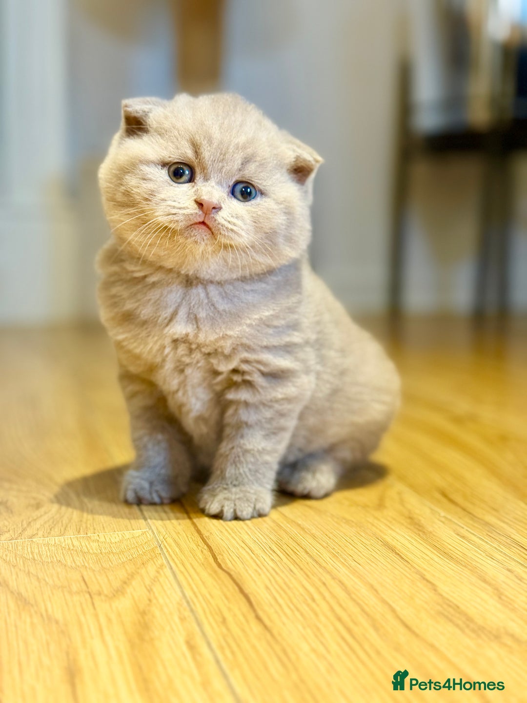 Scottish Fold cats for sale: Scottish fold - Image 5