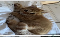 British Shorthair cats for sale: Beautiful rare colour British Shorthair  - Image 1
