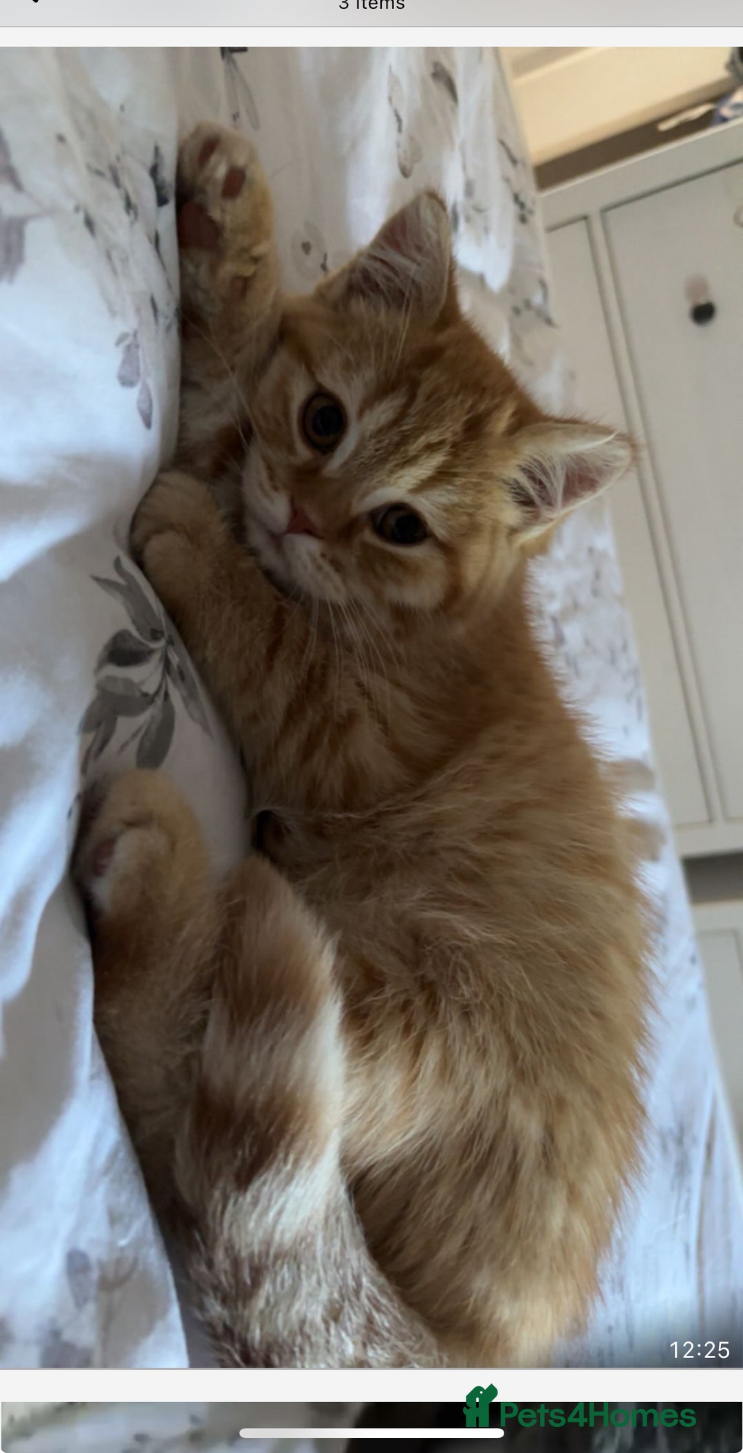 British Shorthair cats for sale: Beautiful rare colour British Shorthair  - Image 1