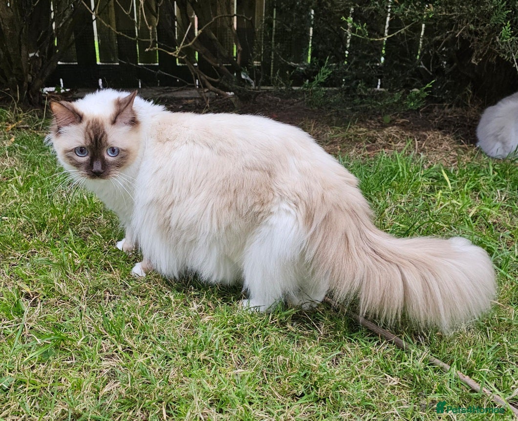 Ragdoll cats Beautiful Ragdoll rare Chocolate colour in Glasgow - Advert 1