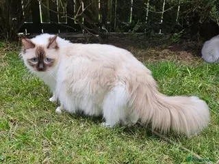 Ragdoll cats Beautiful Ragdoll rare Chocolate colour in Glasgow - Advert 1