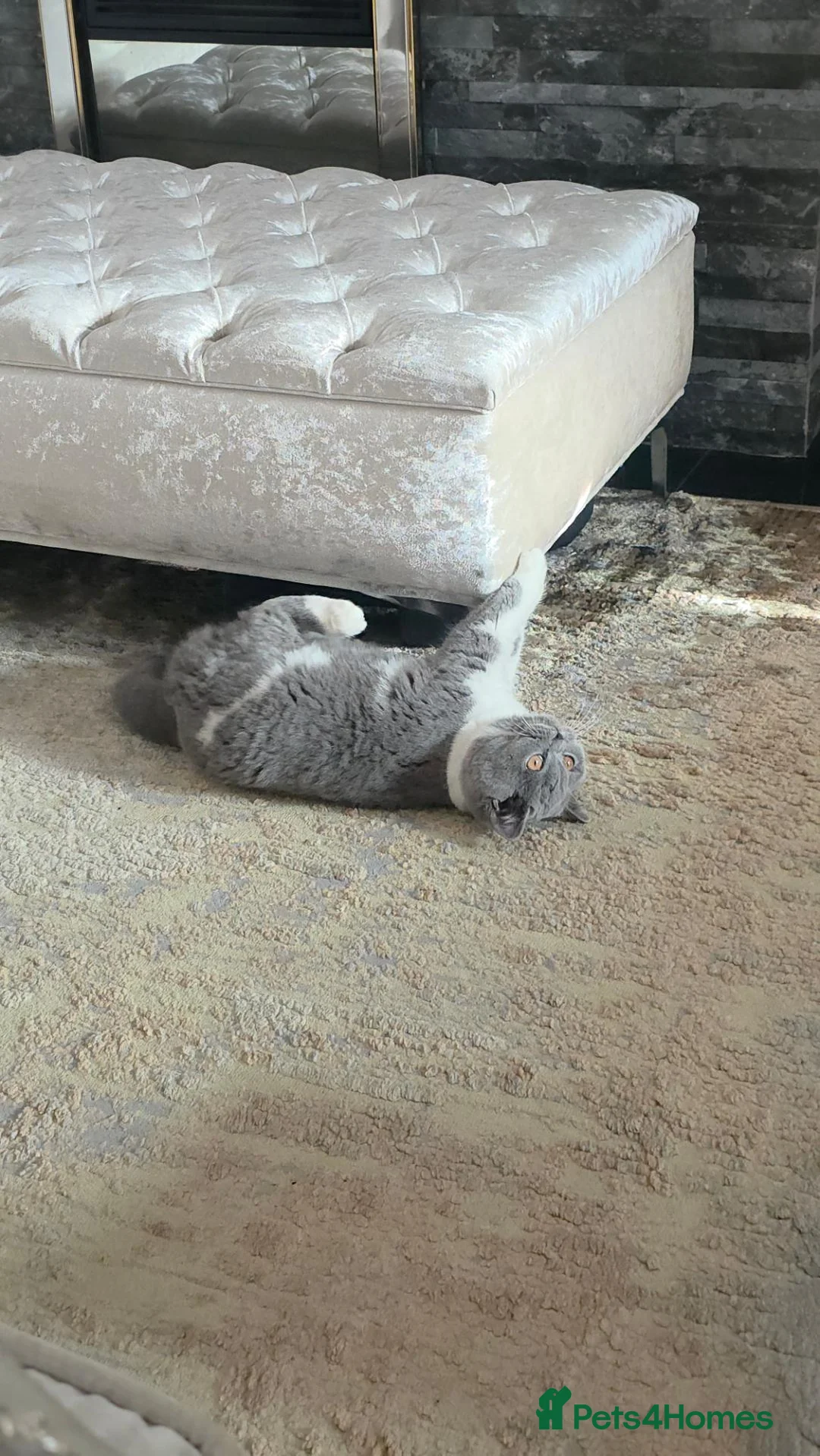 British Shorthair cats for sale: British shorthair gccf  - Advert 2
