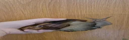Snails invertebrates for sale: jade & normal Giant African Land Snail babies in Newbury - Advert 2