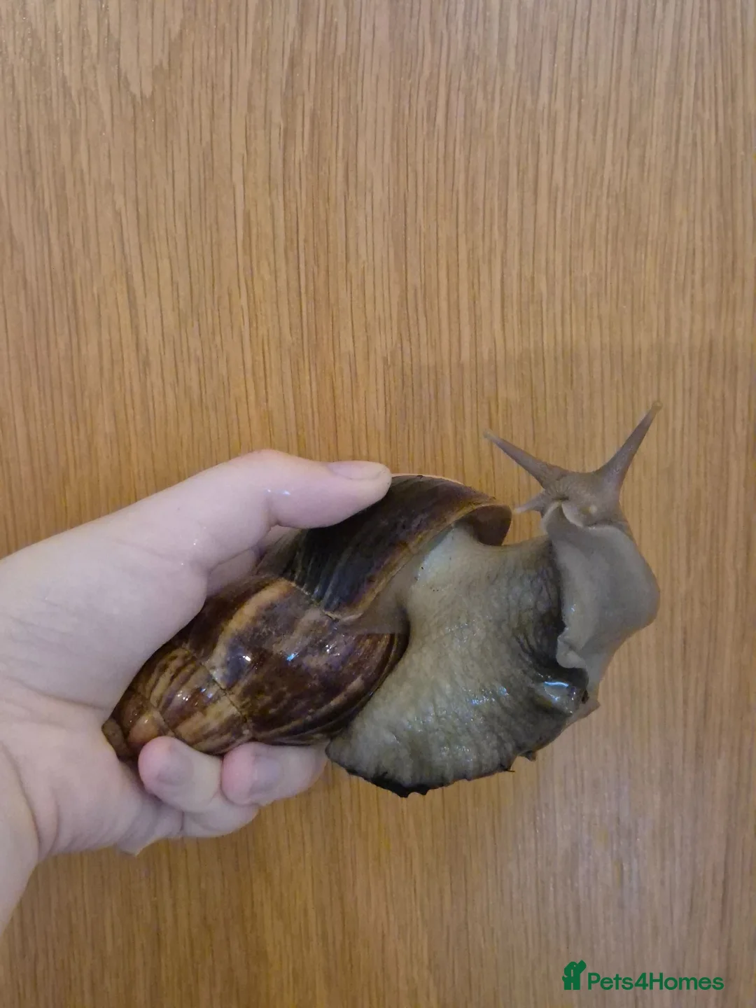 Snails invertebrates for sale: jade & normal Giant African Land Snail babies in Newbury - Advert 2