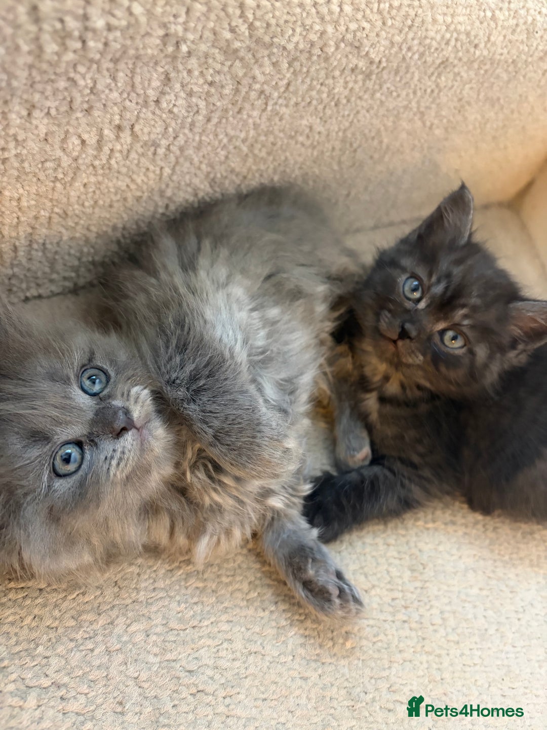 British Shorthair cats for sale: 5 British Chinchilla Shorthair Mix Kittens - Advert 17