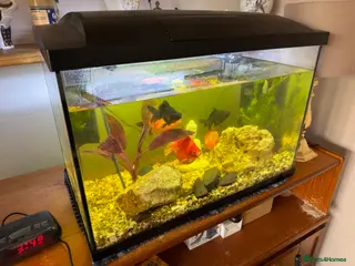 Goldfish fish Whole Fish Tank with 5 Fish - Advert 2