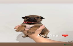 Mixed Breed dogs for sale: Doberman X XL Bully  - Image 34