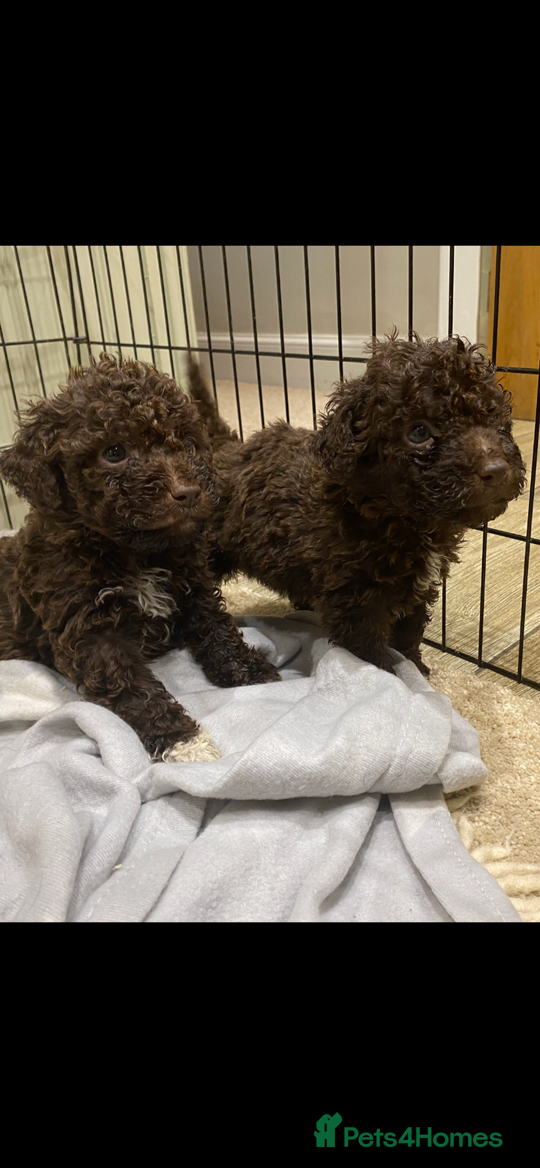 Lagotto Romagnolo dogs for sale: Lagotto Romagnolo puppies  - Advert 14