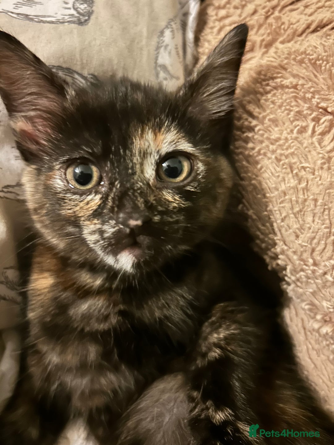 Mixed Breed cats for sale: One of two female kittens - Image 4