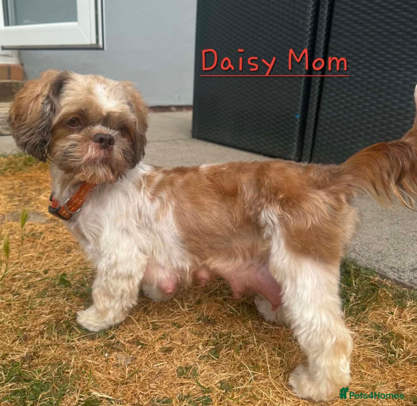 Shih Tzu dogs Beautiful shih Tzu puppies for sale  - Advert 14