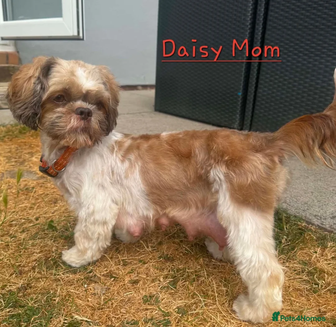Shih Tzu dogs for sale: Beautiful shih Tzu puppies for sale  in Newport - Advert 1