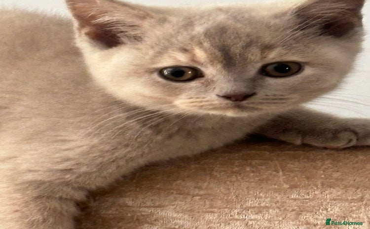British Shorthair cats - Advert 14