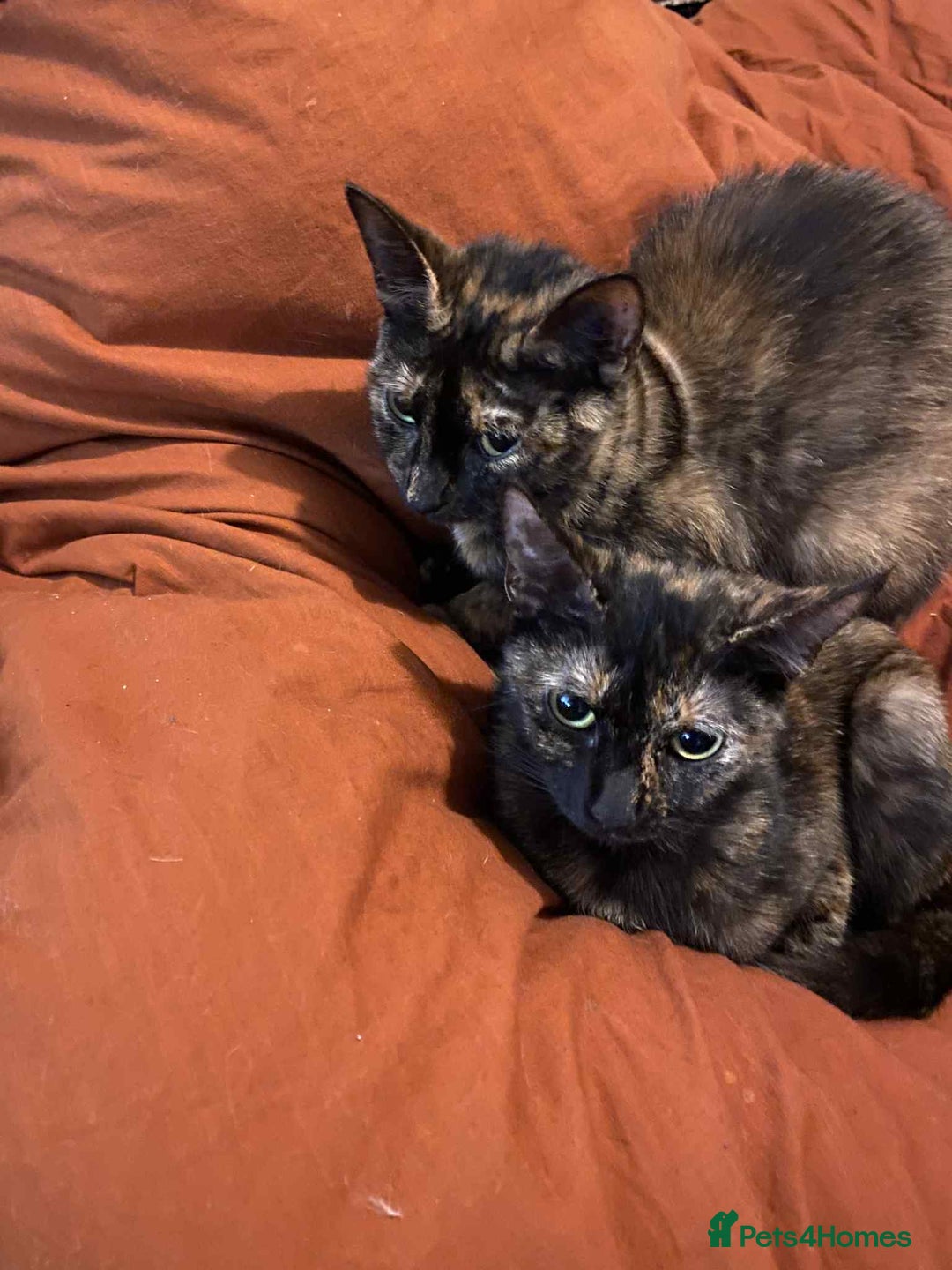 Bengal cats for sale: Three cats to go 2 twins and one bengal cross - Image 9