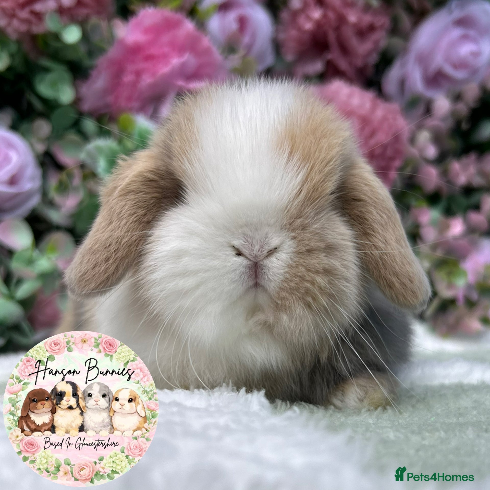 Mini Lop rabbits Beautiful Mini Lops For Sale - Advert 1