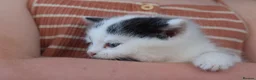 Mixed Breed cats for sale: 3 of the fluffiest, friendliest kittens for sale! - Advert 7