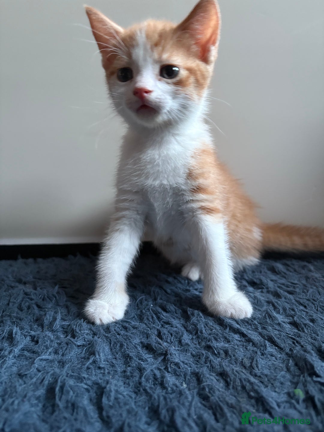 Mixed Breed cats for sale: One ginger female kitten  - Image 1