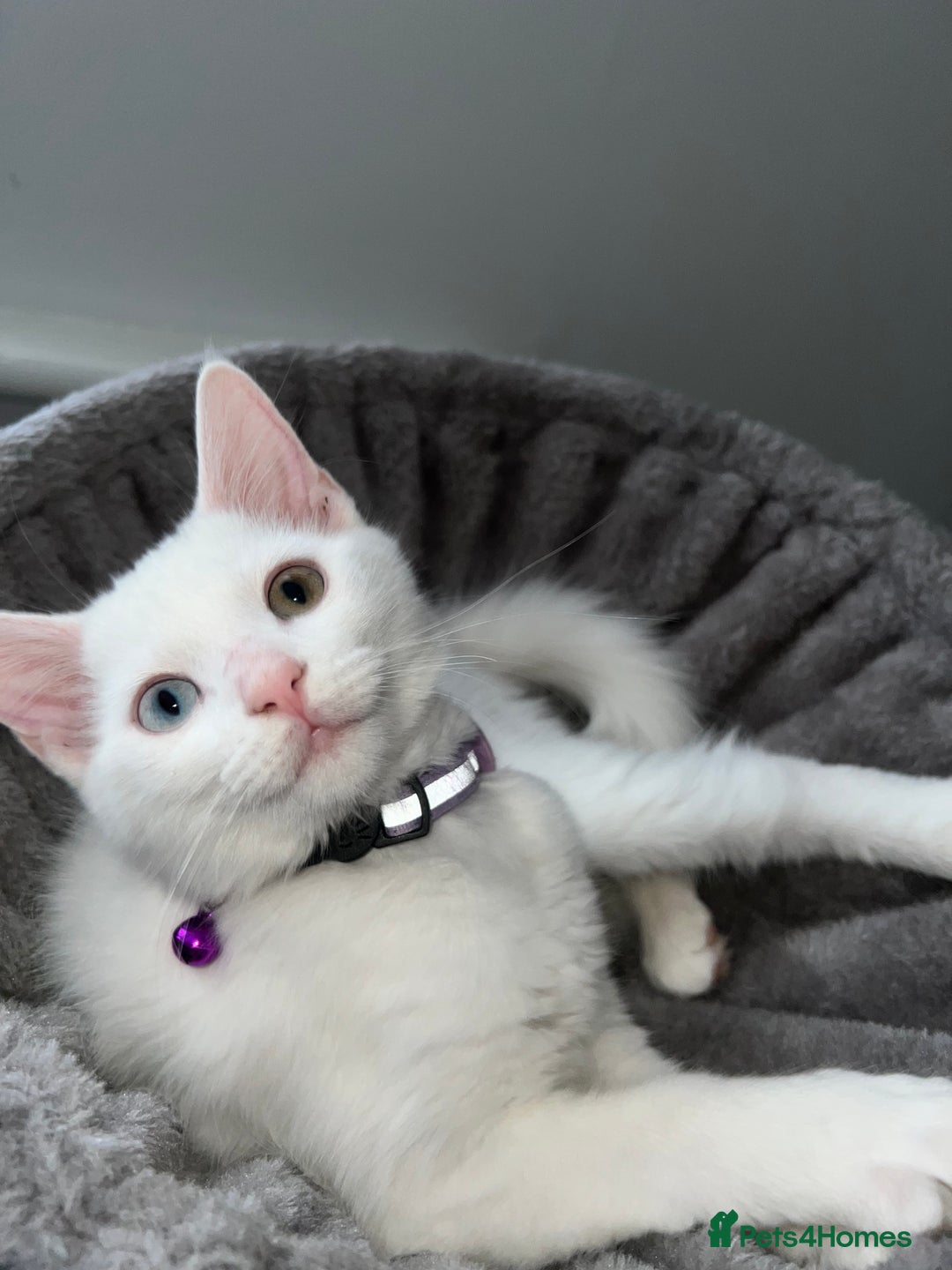 Domestic Shorthair cats for sale: Brother and sister twin kittens  - Image 7