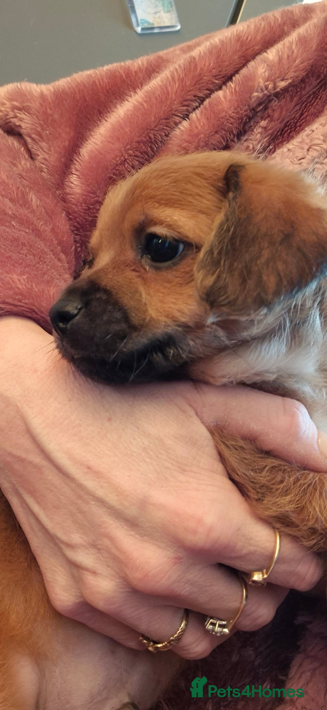 Chipoo dogs for sale: Beautiful chipoo puppys  - Advert 27