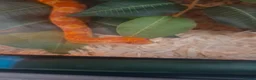 Corn Snake reptiles for sale: Mushu in Nottingham - Advert 5
