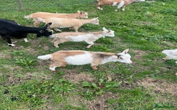 Goats livestock for sale: Friendly female Pygmy goat kid - Image 4