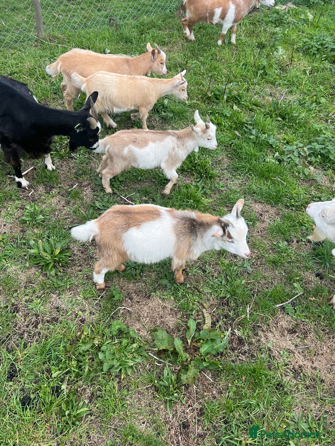 Goats livestock for sale: Friendly female Pygmy goat kid - Image 4