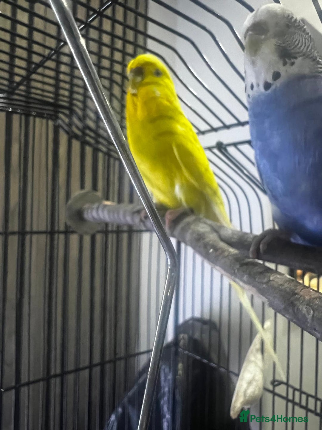 Budgerigars birds for sale: 4 budgies for sale, CHEAP and URGENT ❤ - Advert 10