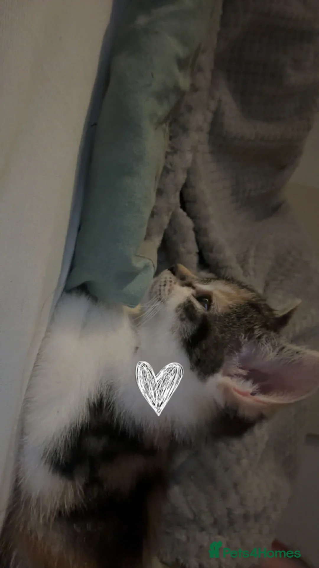 Mixed Breed cats for sale: 2 gorgeous calico female kittens for sale  - Advert 5