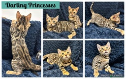 Bengal cats for sale: READY NOW beautiful Bengal Girl kittens TICA reg - Advert 1