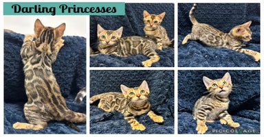 Bengal cats READY NOW beautiful Bengal Girl kittens TICA reg - Advert 8