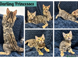 Bengal cats Adorable TICA registered Bengal girl kittens - Advert 1