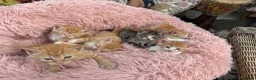 Domestic Shorthair cats for sale: Kittens - Advert 6