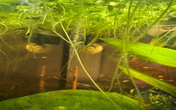 Mollies fish for sale: Guppies & Mollies - Advert 5