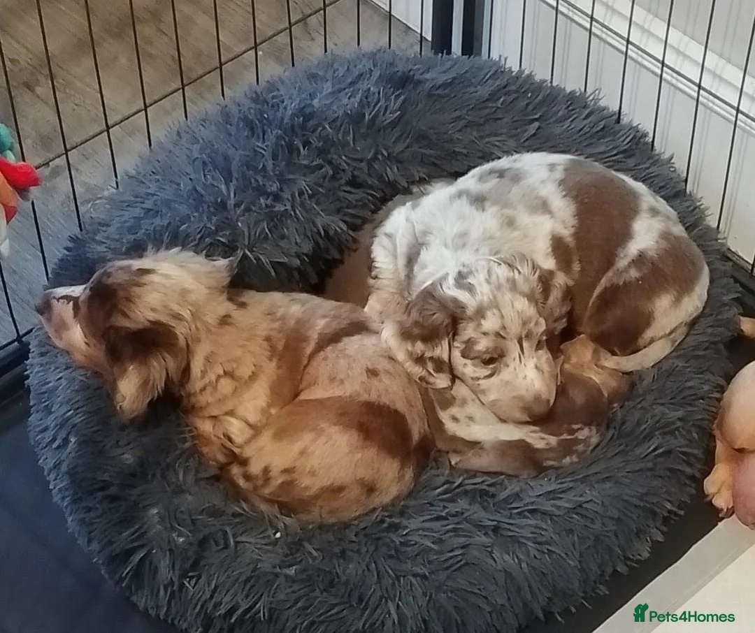 Miniature Dachshund dogs for sale: Miniature dachshund pups - Advert 1