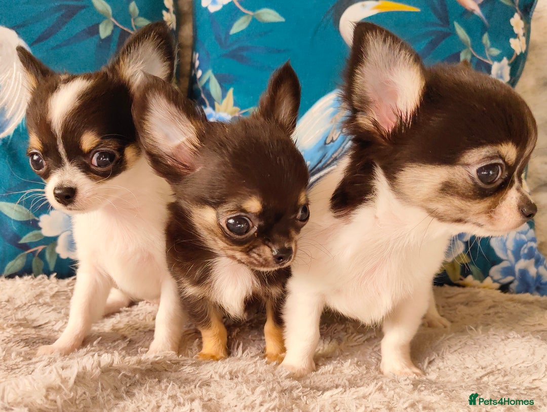 Chihuahua dogs for sale: Amazing Quality Long Coat Chihuahua puppies - Image 2