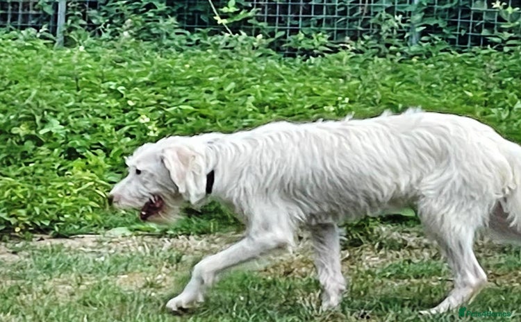Mixed Breed dogs - Advert 4